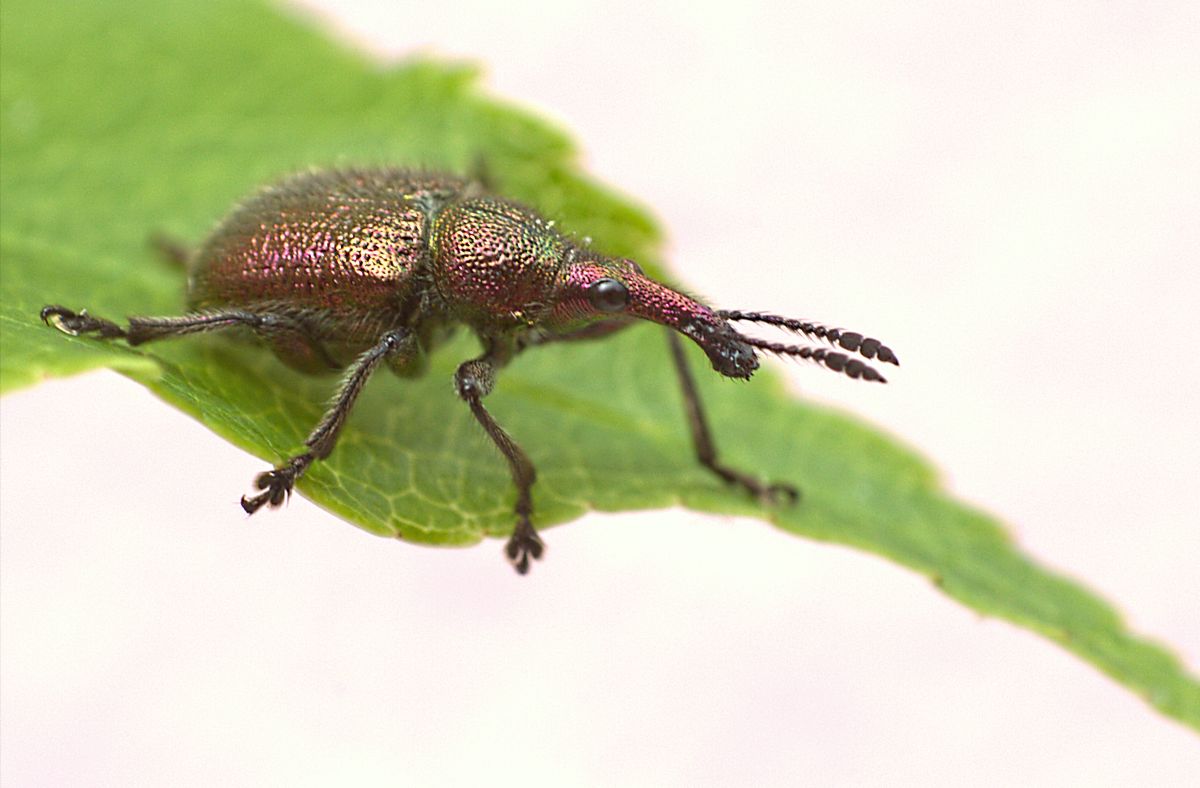 Curculionidae?ma quale? - Rhynchites auratus (Rhynchitidae)